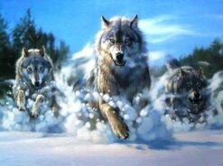 Broderie Diamant <br> Attaque Des Loups