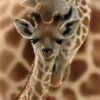 Broderie Diamant <br> Bébé Girafe