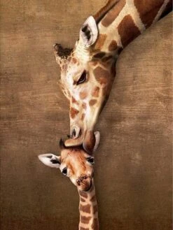 Broderie Diamant <br> Bisou De Girafe