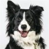 Broderie Diamant <br> Border Collie