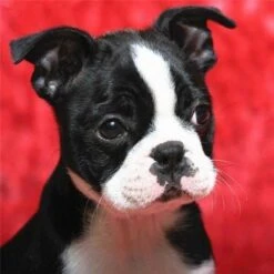 Broderie Diamant <br> Boston Terrier