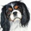 Broderie Diamant <br> Cavalier King Charles Peinture