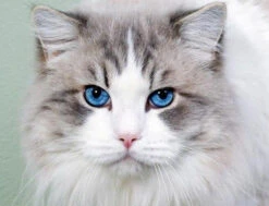 Broderie Diamant <br> Chat Aux Yeux Perçants