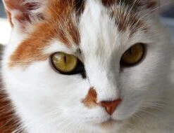 Broderie Diamant <br> Chat Chasseur