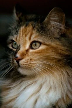 Broderie Diamant <br> Chat Double Visage