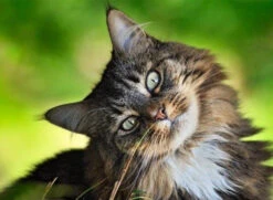 Broderie Diamant <br> Chat Maine Coon