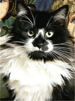 Broderie Diamant <br> Chat Maine Coon Bicolore