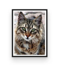 Broderie Diamant <br> Chat Tigré -Atelier Broderie Diamant broderie diamant chat tigre cadre atelier broderie diamant