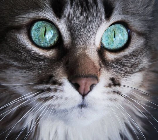 Broderie Diamant <br> Chat Yeux Bleu Azur 3 Broderie Diamant <br> Chat Yeux Bleu Azur