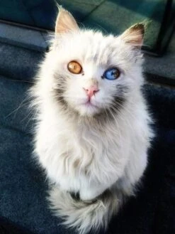 Broderie Diamant <br> Chat Yeux Vairons