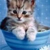 Broderie Diamant <br> Chaton Dans Bol