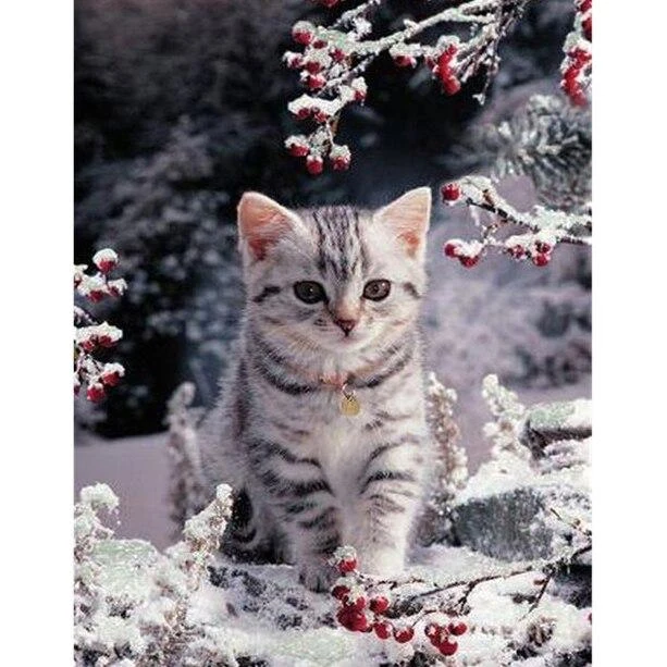 Broderie Diamant <br> Chaton Dans La Neige 3 Broderie Diamant <br> Chaton Dans La Neige