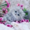 Broderie Diamant <br> Chaton Fleuri