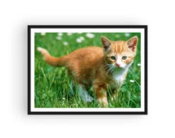 Broderie Diamant <br> Chaton Sauvage -Atelier Broderie Diamant broderie diamant chaton sauvage cadre atelier broderie diamant