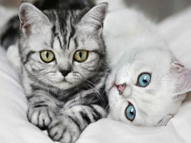 Broderie Diamant <br> Chats Aux Jolis Yeux 3 Broderie Diamant <br> Chats Aux Jolis Yeux