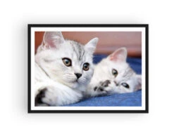 Broderie Diamant <br> Chats Blancs -Atelier Broderie Diamant broderie diamant chats blancs cadre atelier broderie diamant