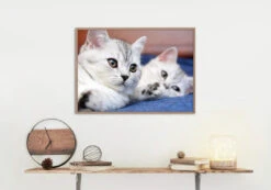 Broderie Diamant <br> Chats Blancs -Atelier Broderie Diamant broderie diamant chats blancs decor atelier broderie diamant