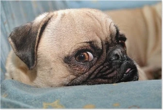 Broderie Diamant <br> Chien Carlin 3 Broderie Diamant <br> Chien Carlin