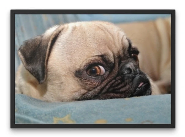 Broderie Diamant <br> Chien Carlin 4 Broderie Diamant <br> Chien Carlin – Image 2