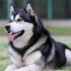 Broderie Diamant <br> Chien Husky