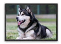 Broderie Diamant <br> Chien Husky -Atelier Broderie Diamant broderie diamant chien husky cadre atelier broderie diamant