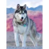 Broderie Diamant <br> Chien Husky Et Décor Rose