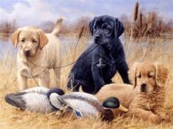 Broderie Diamant <br> Chiens Et Canards