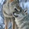 Broderie Diamant <br> Couple De Loups