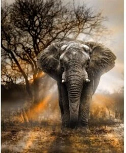 Broderie Diamant <br> Éléphant Majestueux