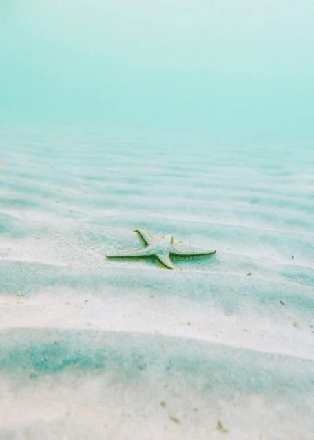 Broderie Diamant <br> Étoile De Mer