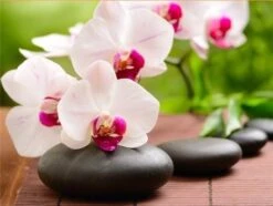 Broderie Diamant <br> Galet Et Orchidée Zen