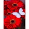 Broderie Diamant <br> Gerbera Rouge Et Papillon -Atelier Broderie Diamant broderie diamant gerbera rouge et papillon atelier broderie diamant