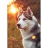 Broderie Diamant <br> Husky Au Coucher De Soleil -Atelier Broderie Diamant broderie diamant husky au coucher de soleil atelier broderie diamant