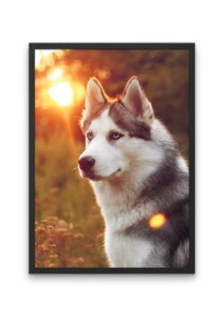 Broderie Diamant <br> Husky Au Coucher De Soleil -Atelier Broderie Diamant broderie diamant husky au coucher de soleil cadre atelier broderie diamant