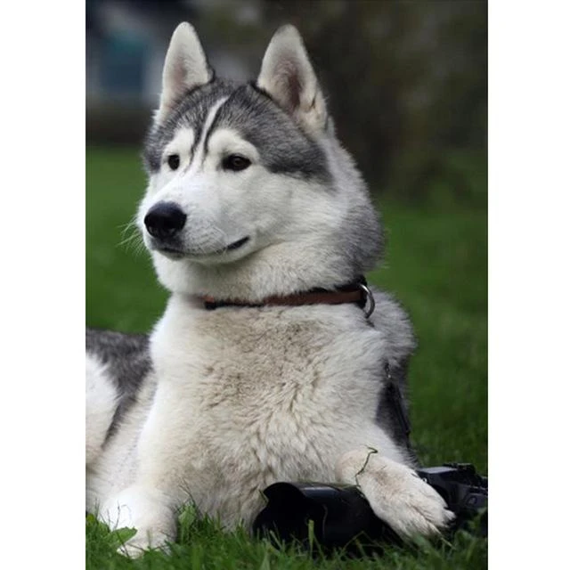 Broderie Diamant <br> Husky Et Verdure 3 Broderie Diamant <br> Husky Et Verdure