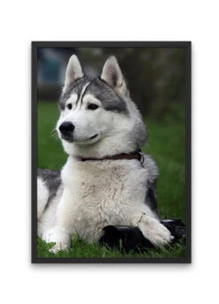 Broderie Diamant <br> Husky Et Verdure 6 Broderie Diamant <br> Husky Et Verdure -Atelier Broderie Diamant broderie diamant husky et verdure cadre atelier broderie diamant