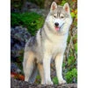 Broderie Diamant <br> Husky Gris