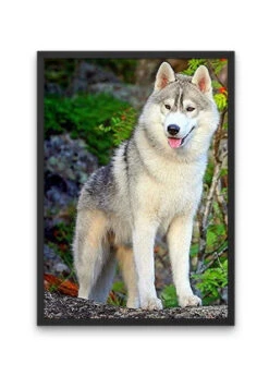 Broderie Diamant <br> Husky Gris -Atelier Broderie Diamant broderie diamant husky gris cadre atelier broderie diamant