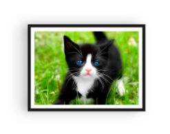 Broderie Diamant <br> Jeune Chaton -Atelier Broderie Diamant broderie diamant jeune chaton cadre atelier broderie diamant