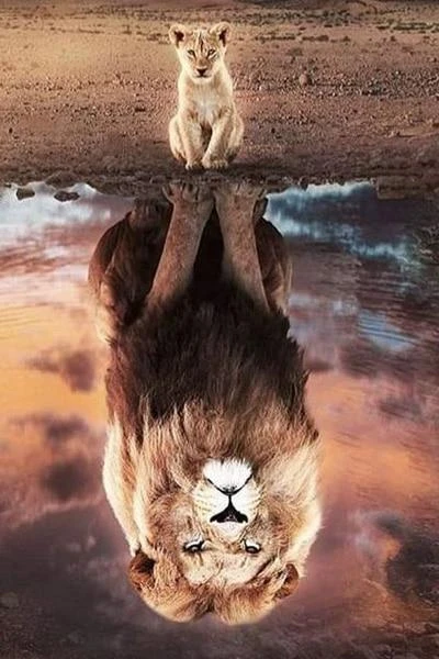 Broderie Diamant <br> Jeune Lion Et Son Reflet 3 Broderie Diamant <br> Jeune Lion Et Son Reflet