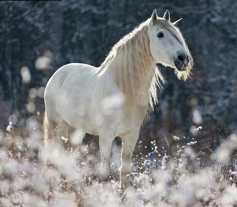 Broderie Diamant <br> Licorne Réaliste 3 Broderie Diamant <br> Licorne Réaliste