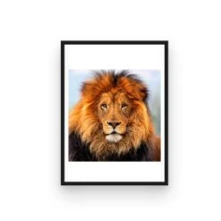 Broderie Diamant <br> Lion Sauvage -Atelier Broderie Diamant broderie diamant lion cadre atelier broderie diamant