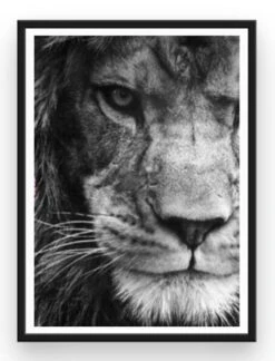 Broderie Diamant <br> Lion Magnifique 6 Broderie Diamant <br> Lion Magnifique -Atelier Broderie Diamant broderie diamant lion magnifique cadre atelier broderie diamant