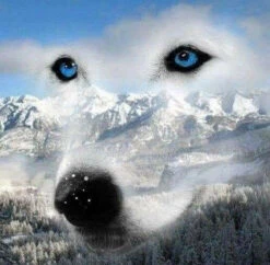 Broderie Diamant <br> Loup Des Montagnes