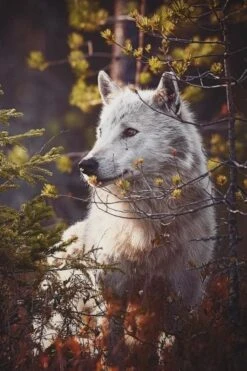 Broderie Diamant <br> Loup Et Forêt