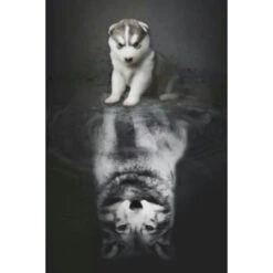 Broderie Diamant <br> Louveteau Assis Face à Son Reflet