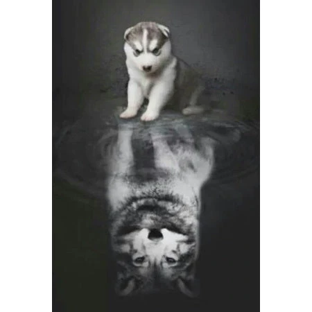 Broderie Diamant <br> Louveteau Assis Face à Son Reflet 3 Broderie Diamant <br> Louveteau Assis Face à Son Reflet