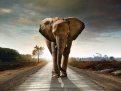 Broderie Diamant <br> La Marche De L'Éléphant