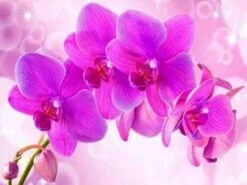 Broderie Diamant <br> Orchidée Rose