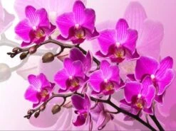 Broderie Diamant <br> Orchidées De Velours